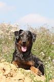BEAUCERON - PUPPIES 057
